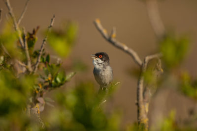 Bird perching on branch