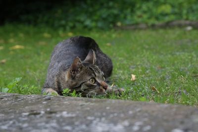 Gray striped cat looking away on grass