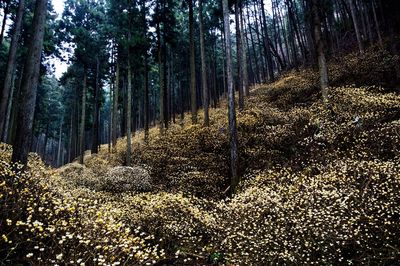 View of trees in forest