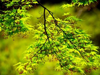 Close-up of fresh green leaves on tree