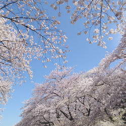 Low angle view of cherry blossom tree