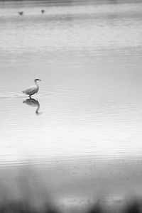 Bird perching on a lake