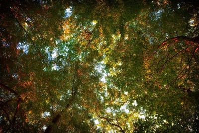 Low angle view of trees against the sky