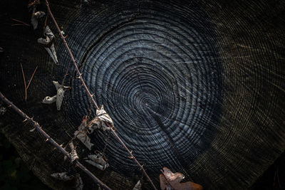 Full frame shot of tree stump