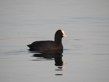 Duck swimming on lake