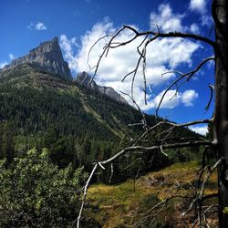 Scenic view of forest against sky