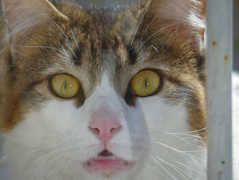 Close-up portrait of cat