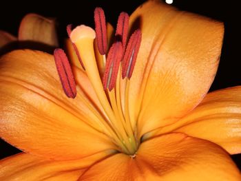 Close-up of orange flower blooming outdoors