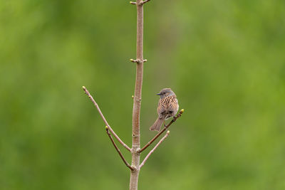 Close-up of bird perching on plant