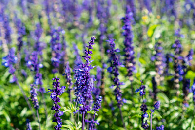 Close-up of purple flowering plants on field