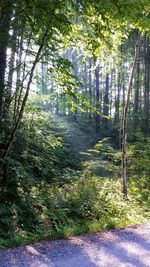 Trees in forest