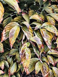 Full frame shot of leaves