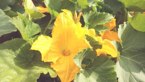 Close-up of yellow flowers