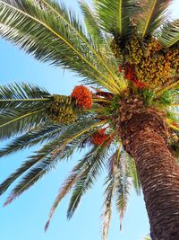 Low angle view of palm tree against sky