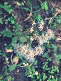 Close-up of flowers