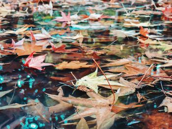 Full frame shot of leaves