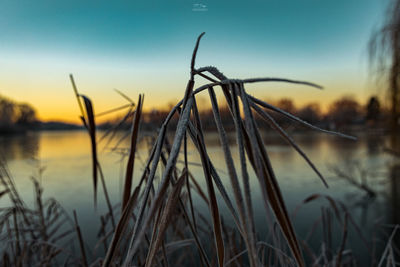Close-up of grass against lake during sunset
