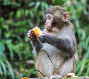 Close up image of a eating fruit