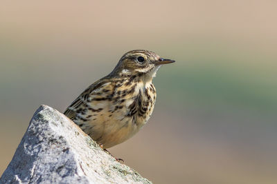 Close-up of bird perching on rock