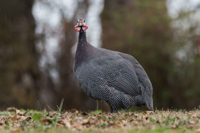 Side view of a bird on land