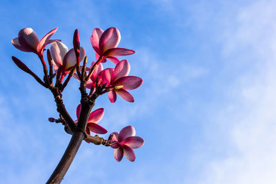 Low angle view of pink flowering plant against blue sky