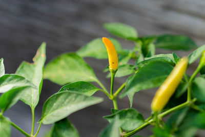 Close-up of plant