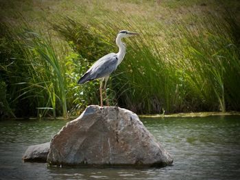 Birds in calm water