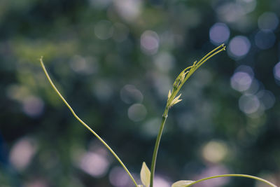 plant