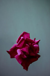 Close-up of red rose against blue background