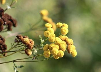 Close-up of flowers against blurred background