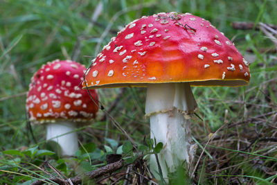 Close-up of fly agaric mushroom on field