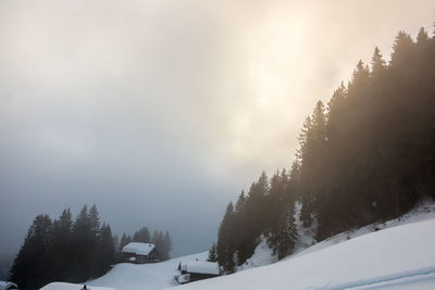 Trees on snow covered landscape against sky