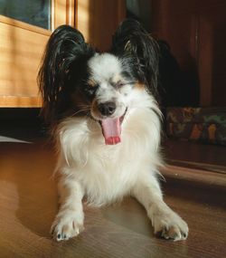 Portrait of dog sticking out tongue at home