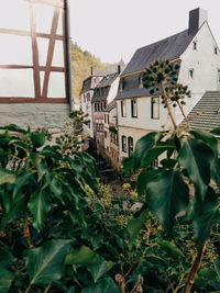 Plants and buildings against sky