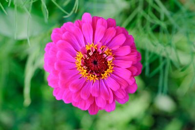 Close-up of pink flower