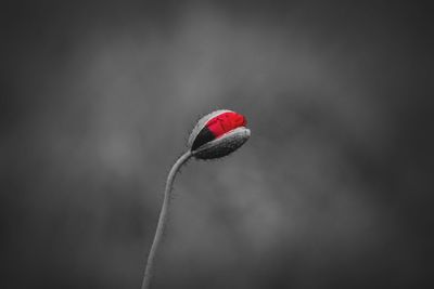 Close-up of red flower bud