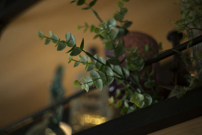 Close-up of potted plant