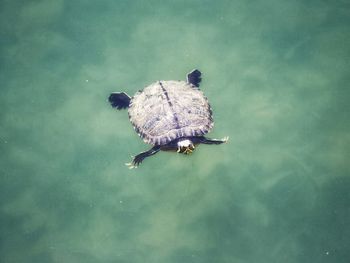 High angle view of crab swimming in sea