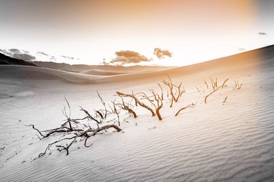 Plant growing on sand against sky during sunset