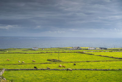 Herd of cattle grazing on green pastures around small village, cliffs of moher, ireland