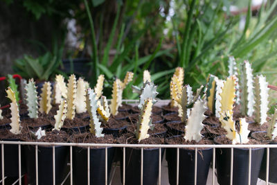 Close-up of potted plants on field
