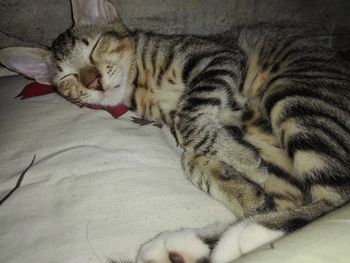 Close-up of cat sleeping on bed