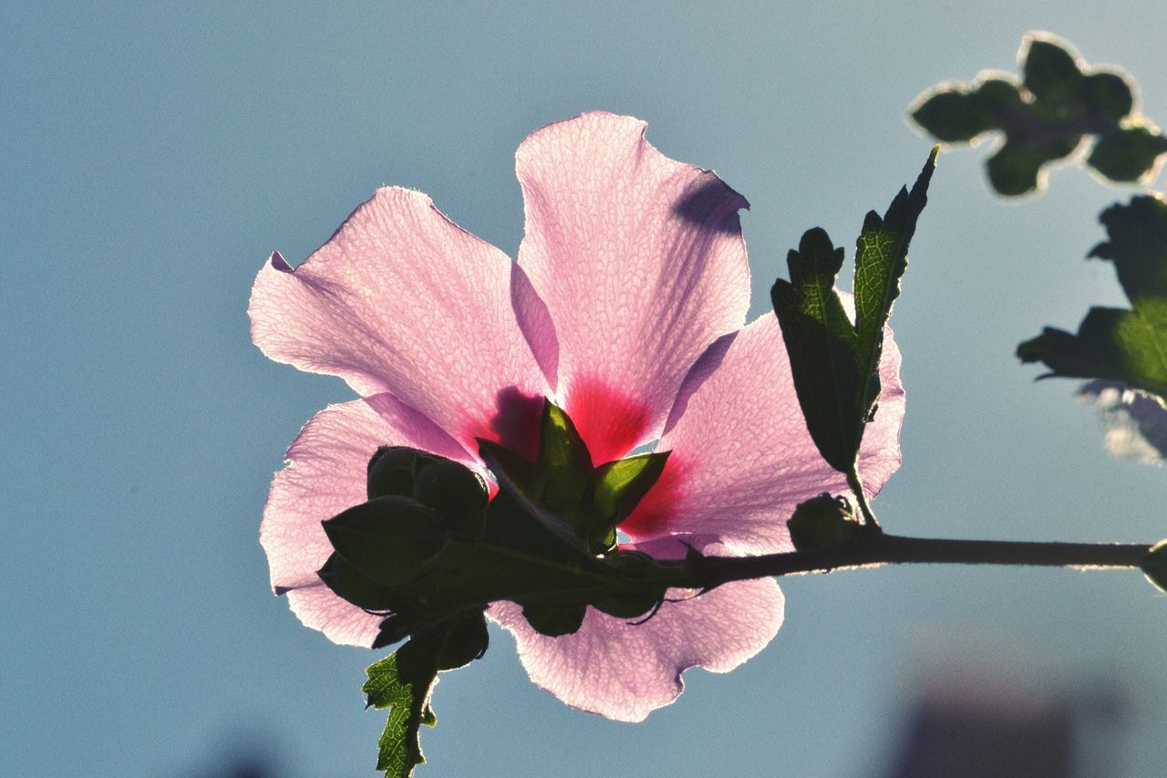 flower, fragility, petal, beauty in nature, freshness, flower head, nature, growth, no people, close-up, day, plant, blooming, pink color, outdoors, leaf, sunlight, branch, clear sky, sky