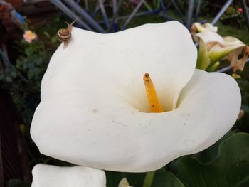 Close-up of white flower blooming outdoors