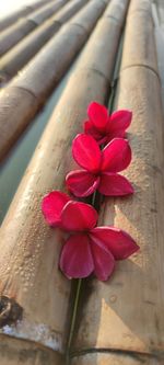 Close-up of pink rose on wood