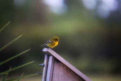 Close-up of bird perching outdoors