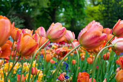 Tulips during rainy season