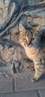 High angle view of cat on street in city