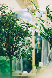 Close-up of white flowering plant