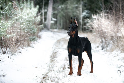 Black dog on snow covered land